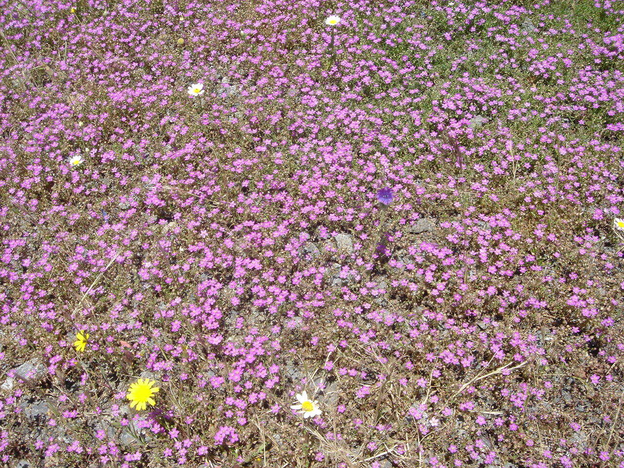 Image of Spergularia rupicola Le Jolis