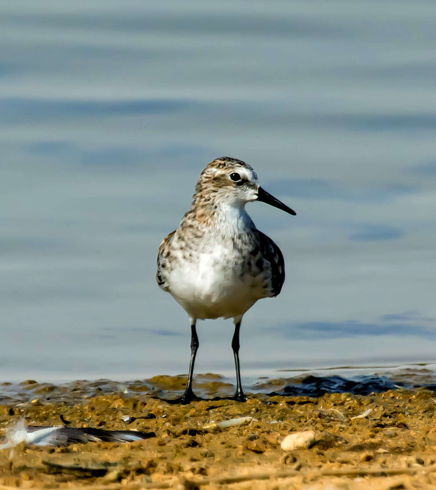 Imagem de Calidris minuta (Leisler 1812)