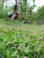 Plancia ëd Phyla nodiflora (L.) Greene