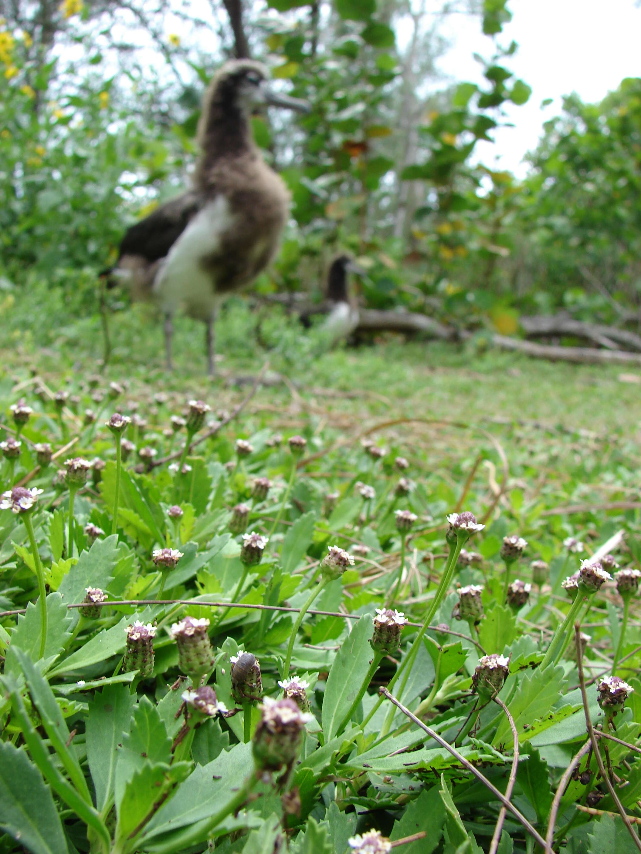 Plancia ëd Phyla nodiflora (L.) Greene