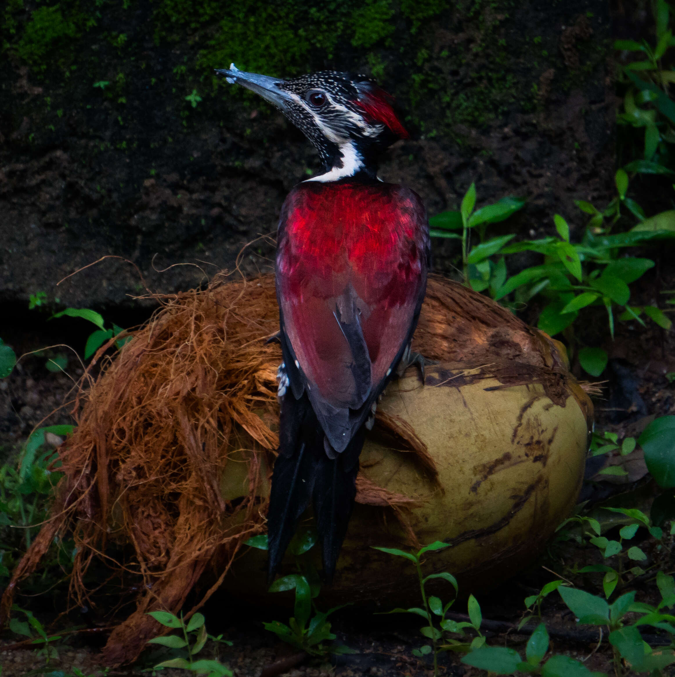 Image of Lesser Crimson-backed Flameback