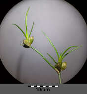 Juncus bulbosus L.的圖片