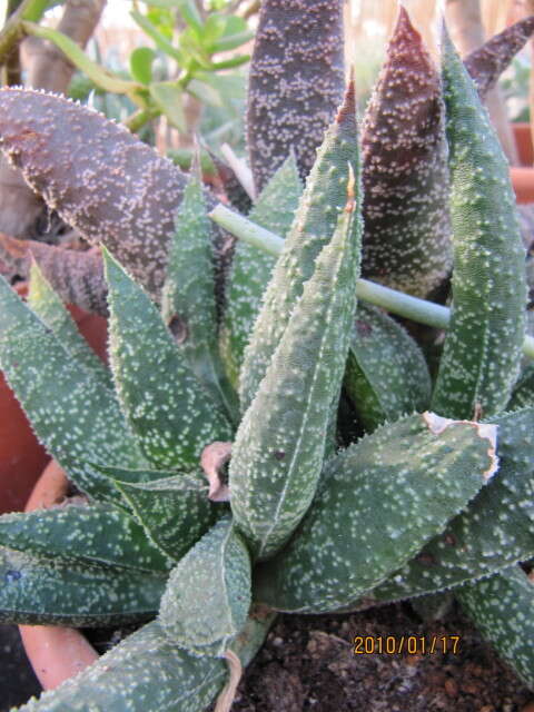 Image of Gasteraloe