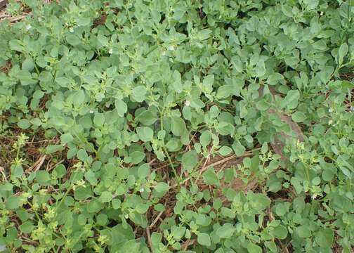 Image of lily of the valley vine