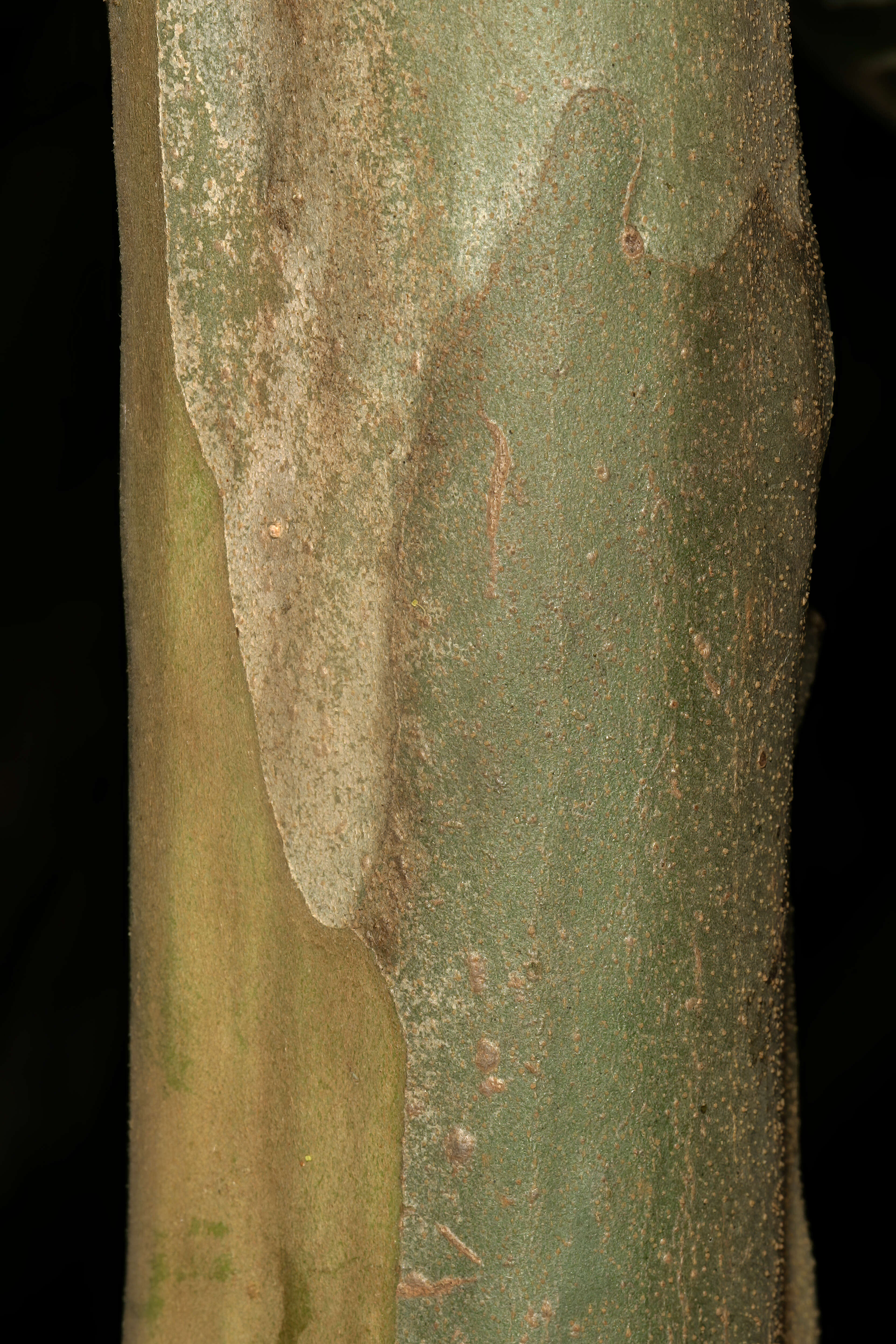 Image of Grey-leaved cordia