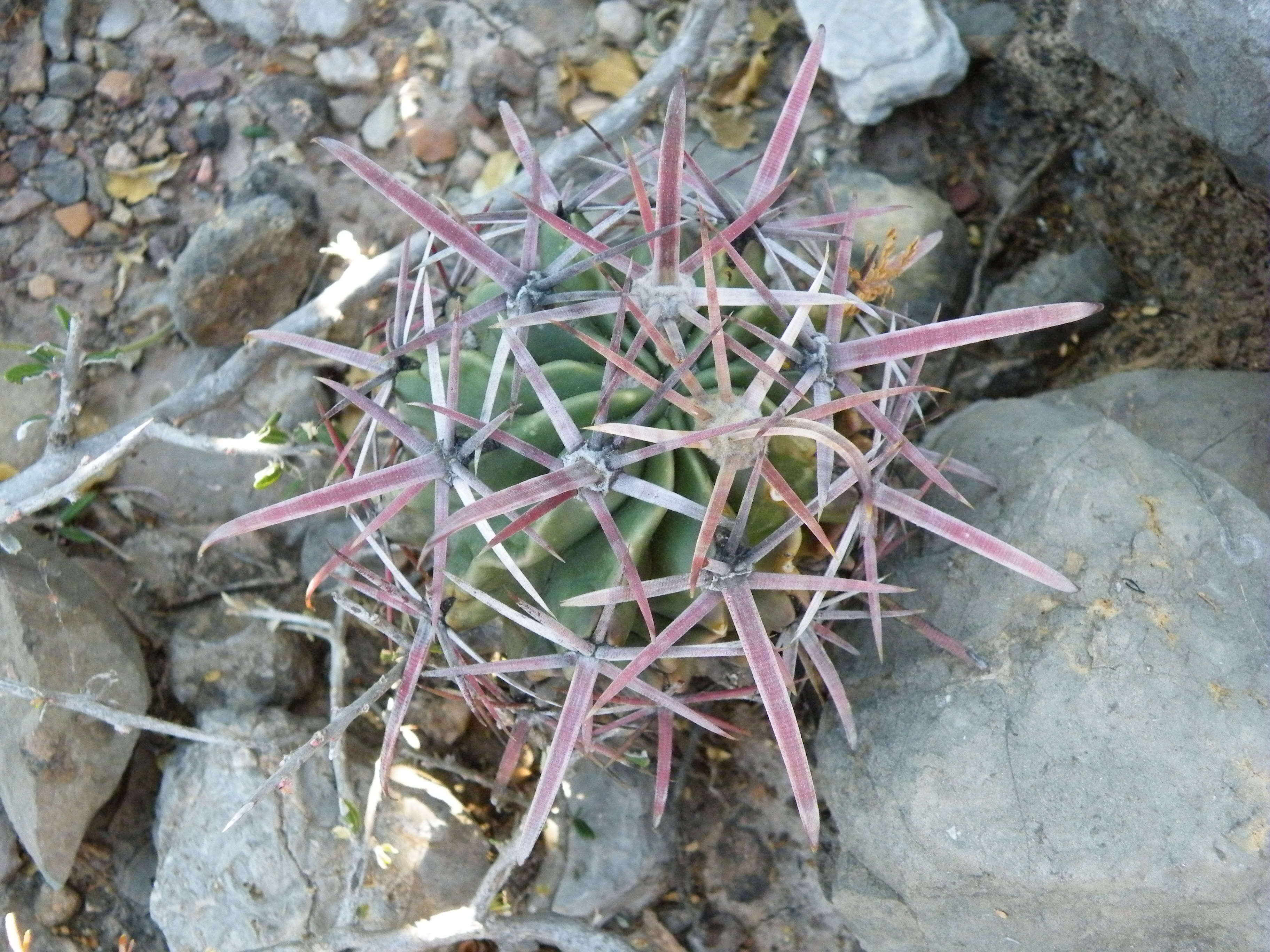 Image of Ferocactus latispinus (Haw.) Britton & Rose