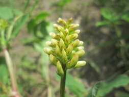 Image of licorice milkvetch