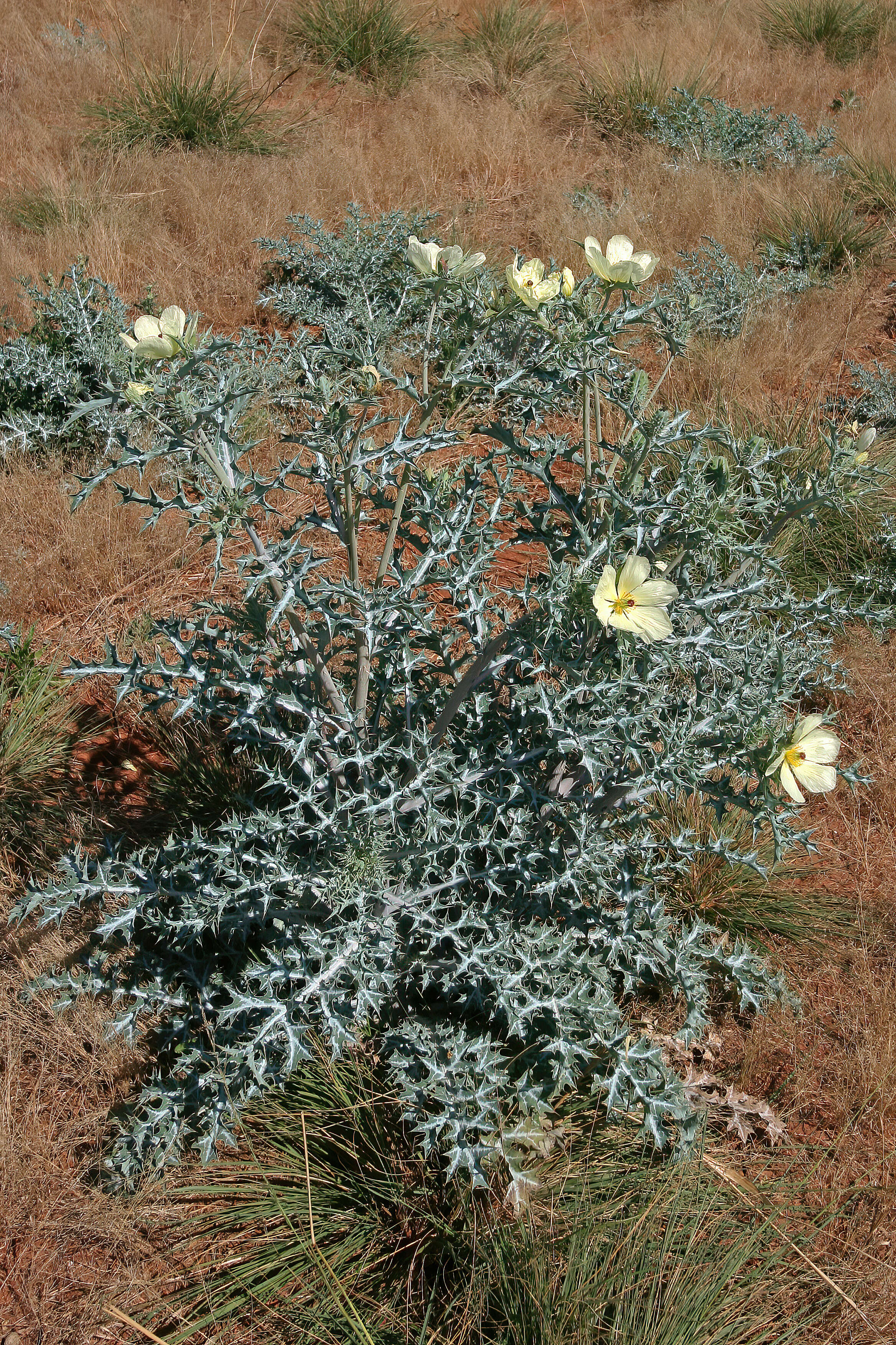 Image of pale Mexican pricklypoppy