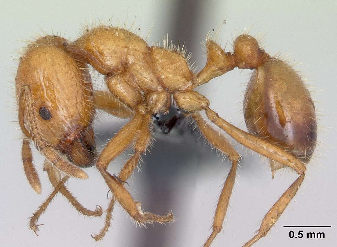 Solenopsis geminata (Fabricius 1804) resmi