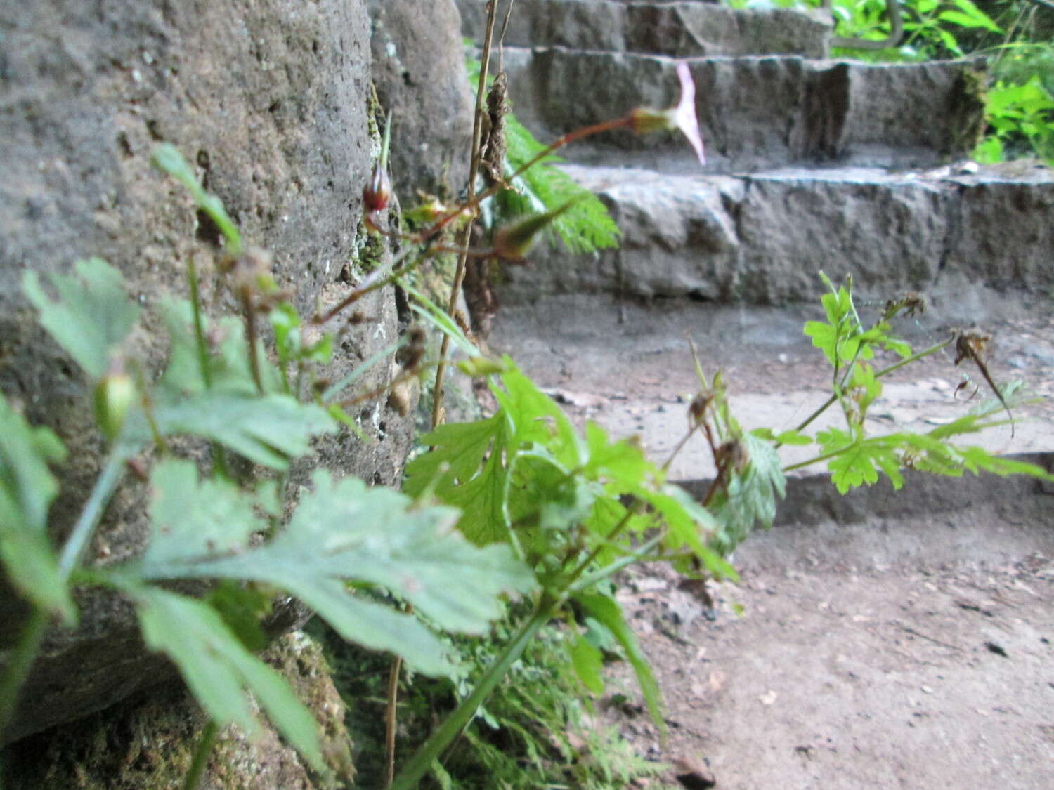 Imagem de Geranium robertianum L.