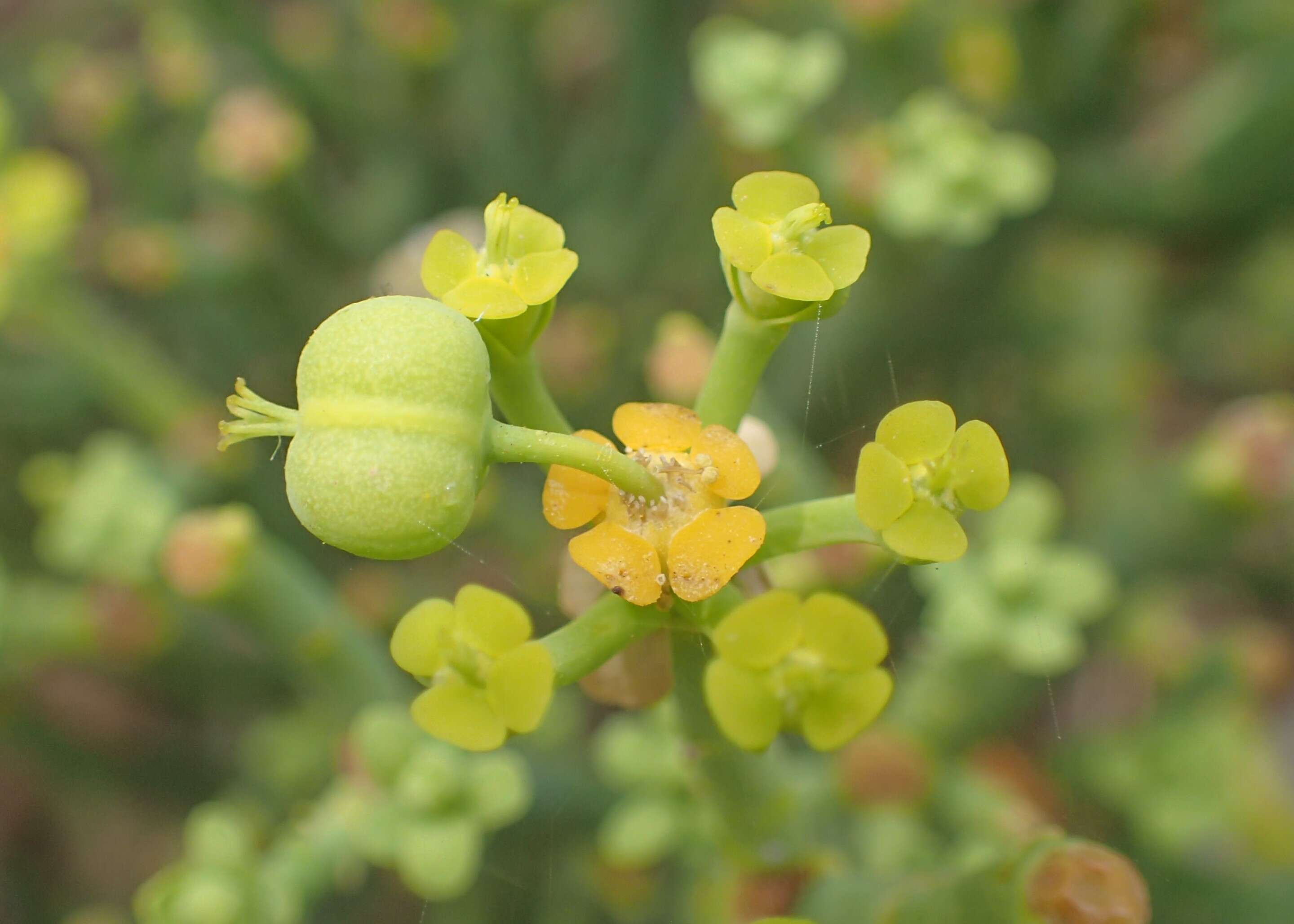 Слика од Euphorbia aphylla Brouss. ex Willd.