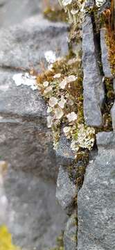 Image of cup lichen