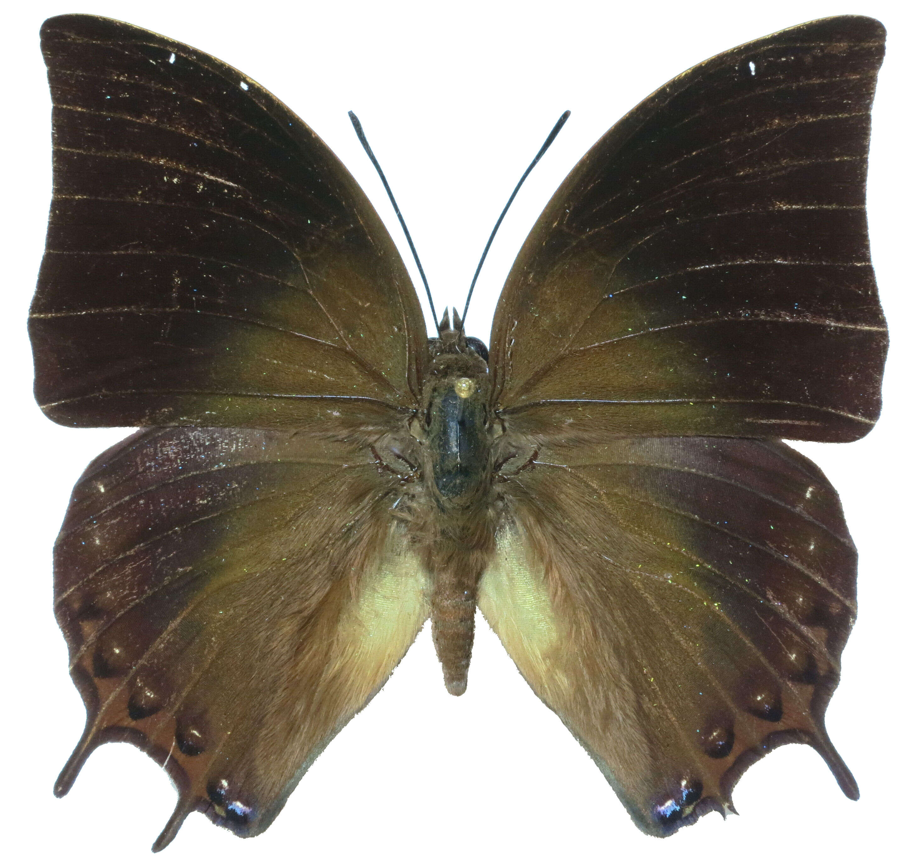 Imagem de Charaxes antonius Semper 1878