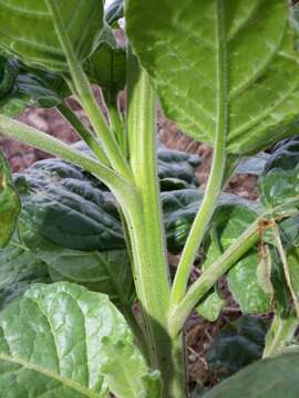 Image of Aztec tobacco