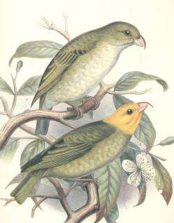 Image of Psittirostra Temminck 1820