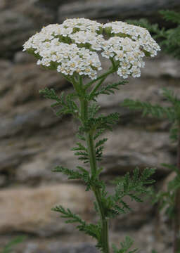 Image of noble yarrow