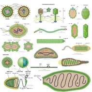 Image of Deltalipothrixvirus