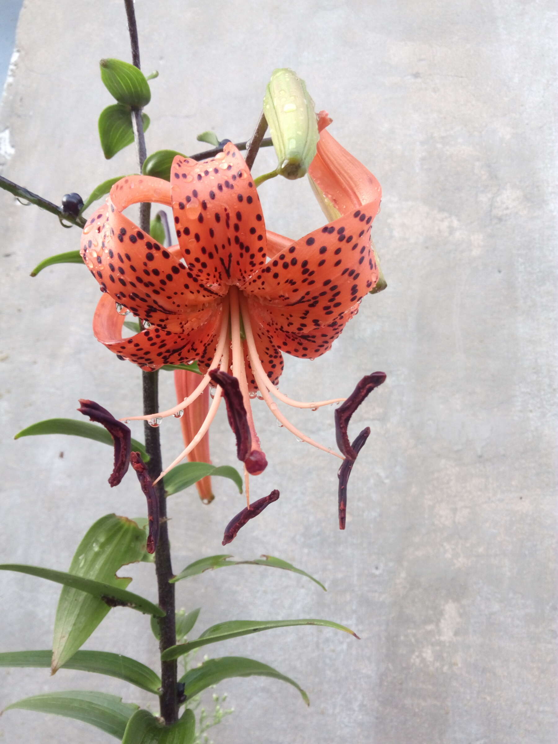 Image of Tiger lily