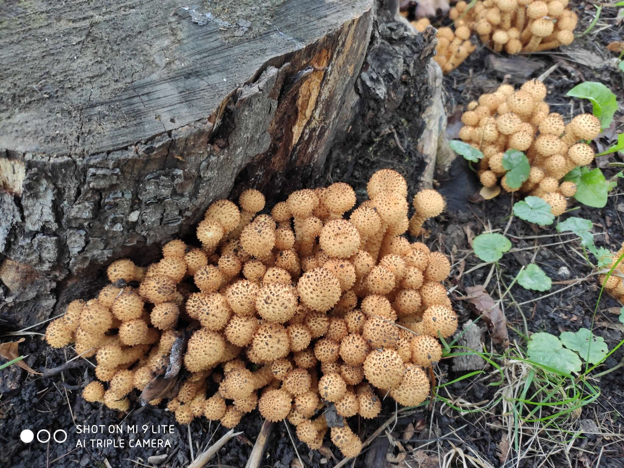 Pholiota squarrosa (Vahl) P. Kumm. 1871 resmi