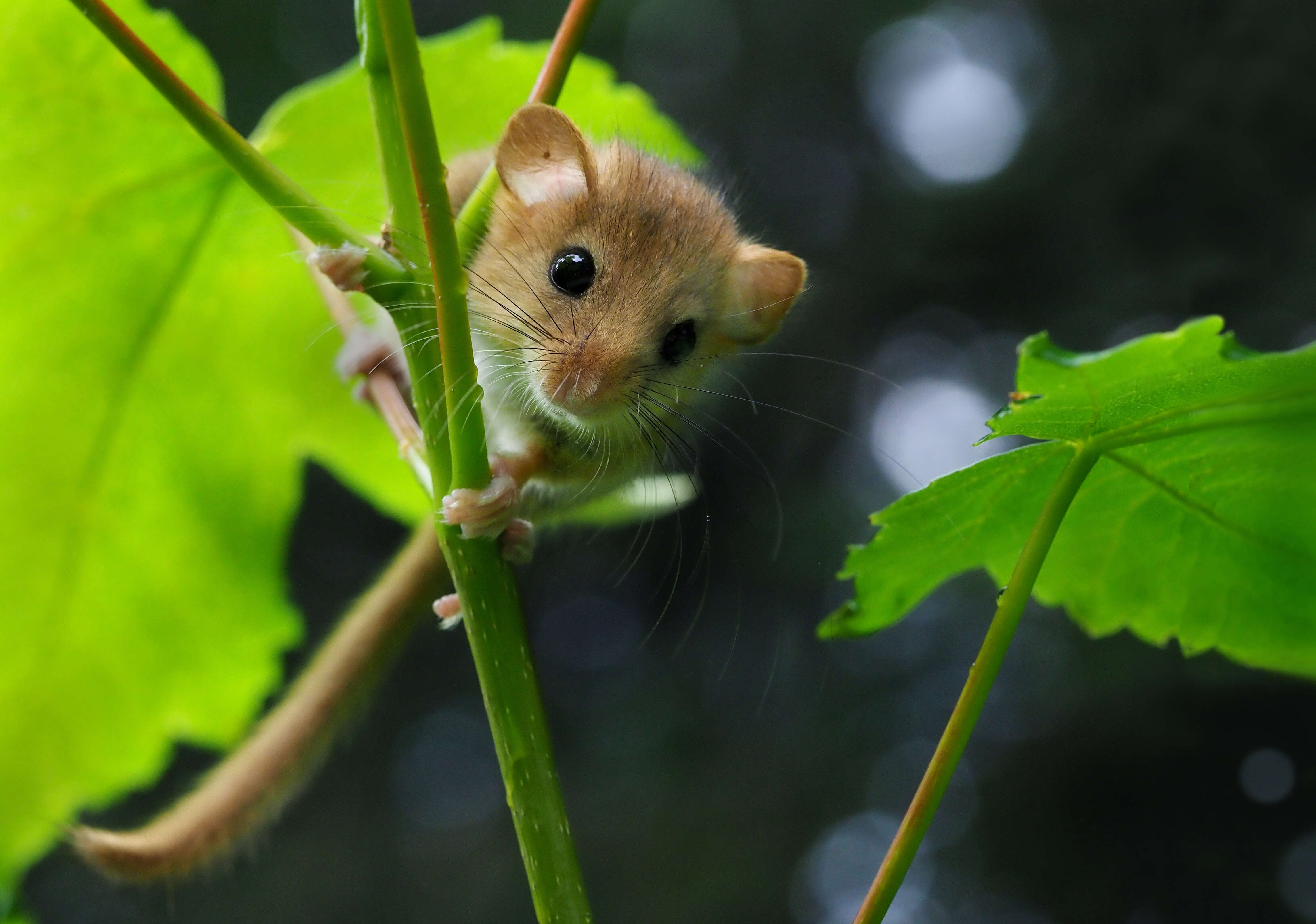 Image of hazel dormouse