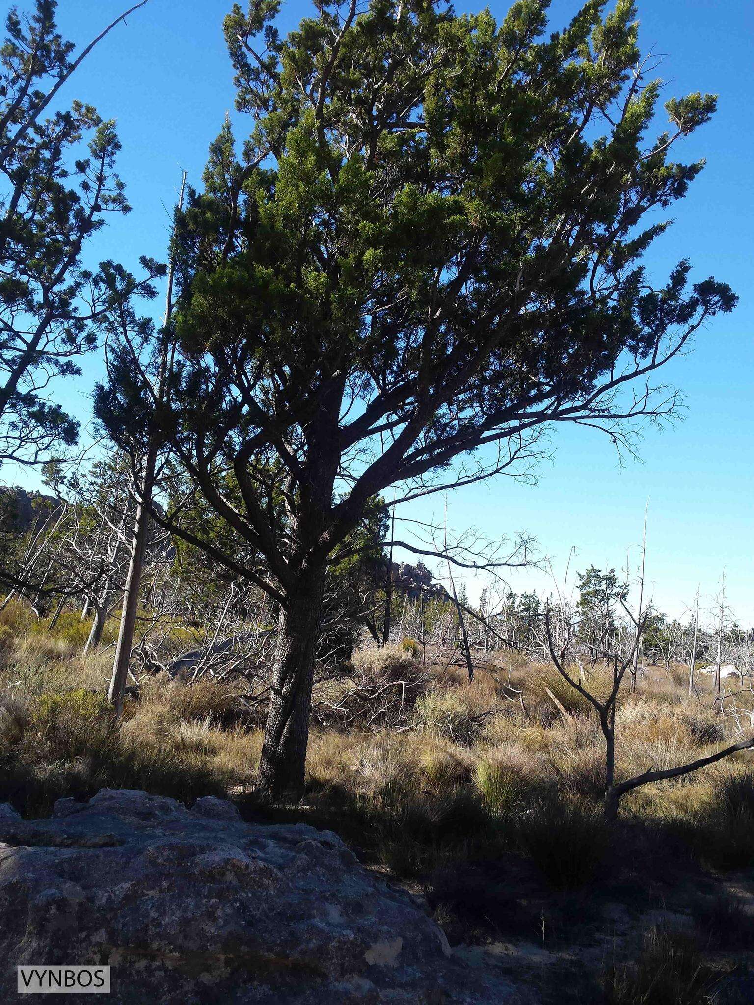 Image of Mountain cedar