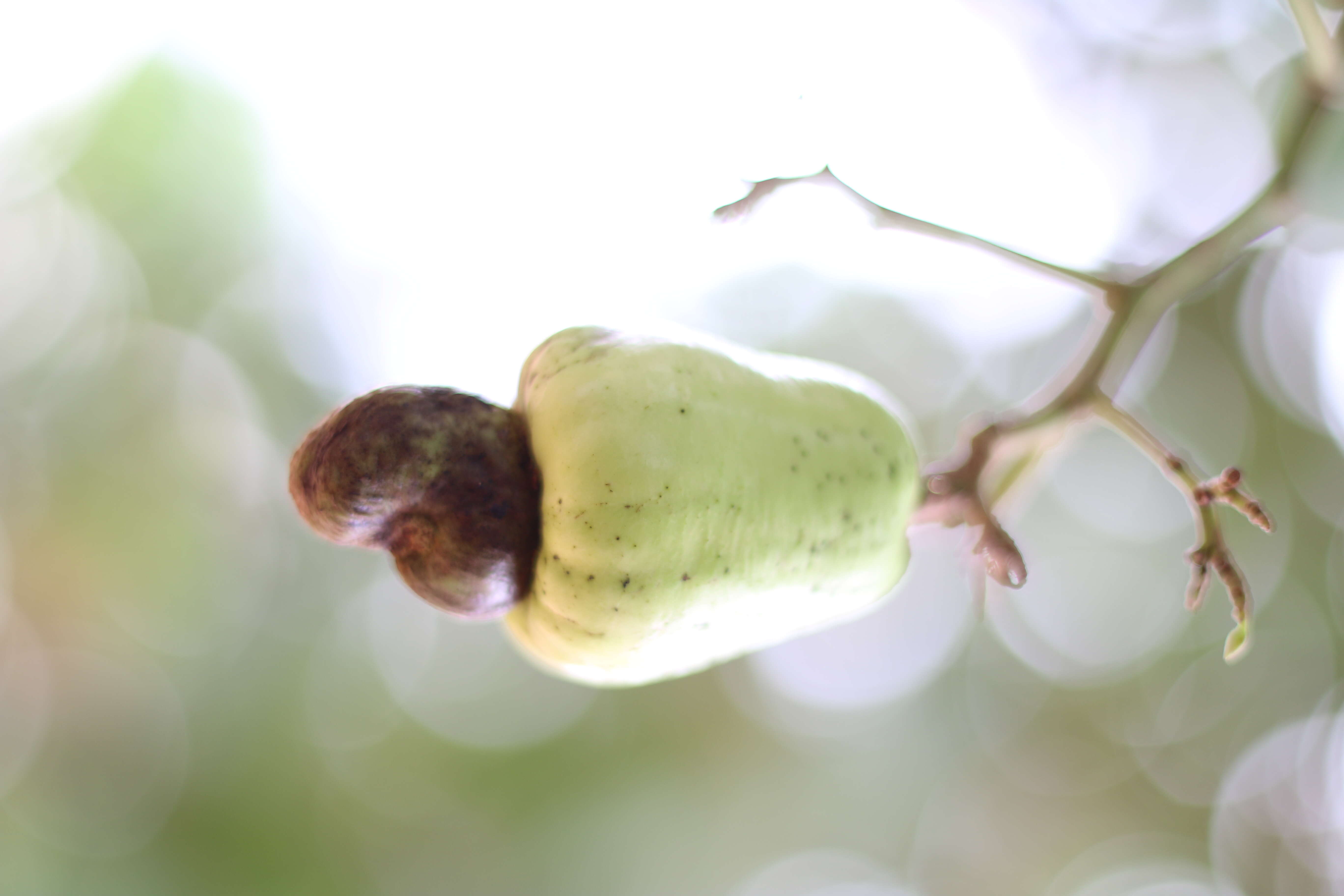 Image of cashew