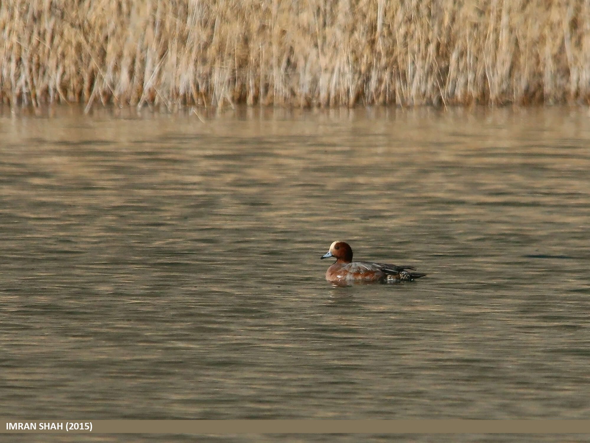 Image of Eurasian Wigeon