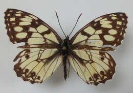 Image of Melanargia ines Hoffmannsegg 1804