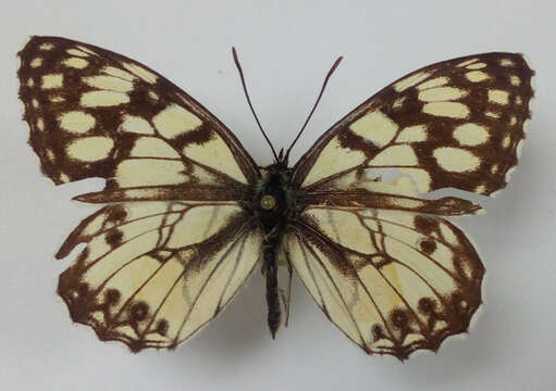 Image of Melanargia ines Hoffmannsegg 1804