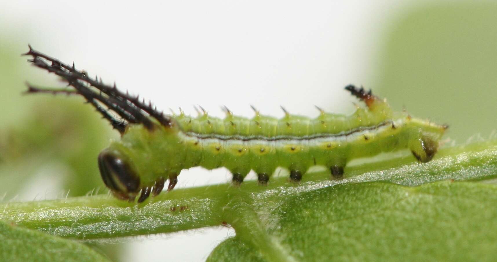 Image of Syssphinx bicolor (Harris 1841)