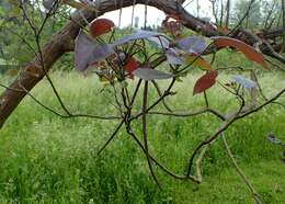 Image of Chinese catalpa