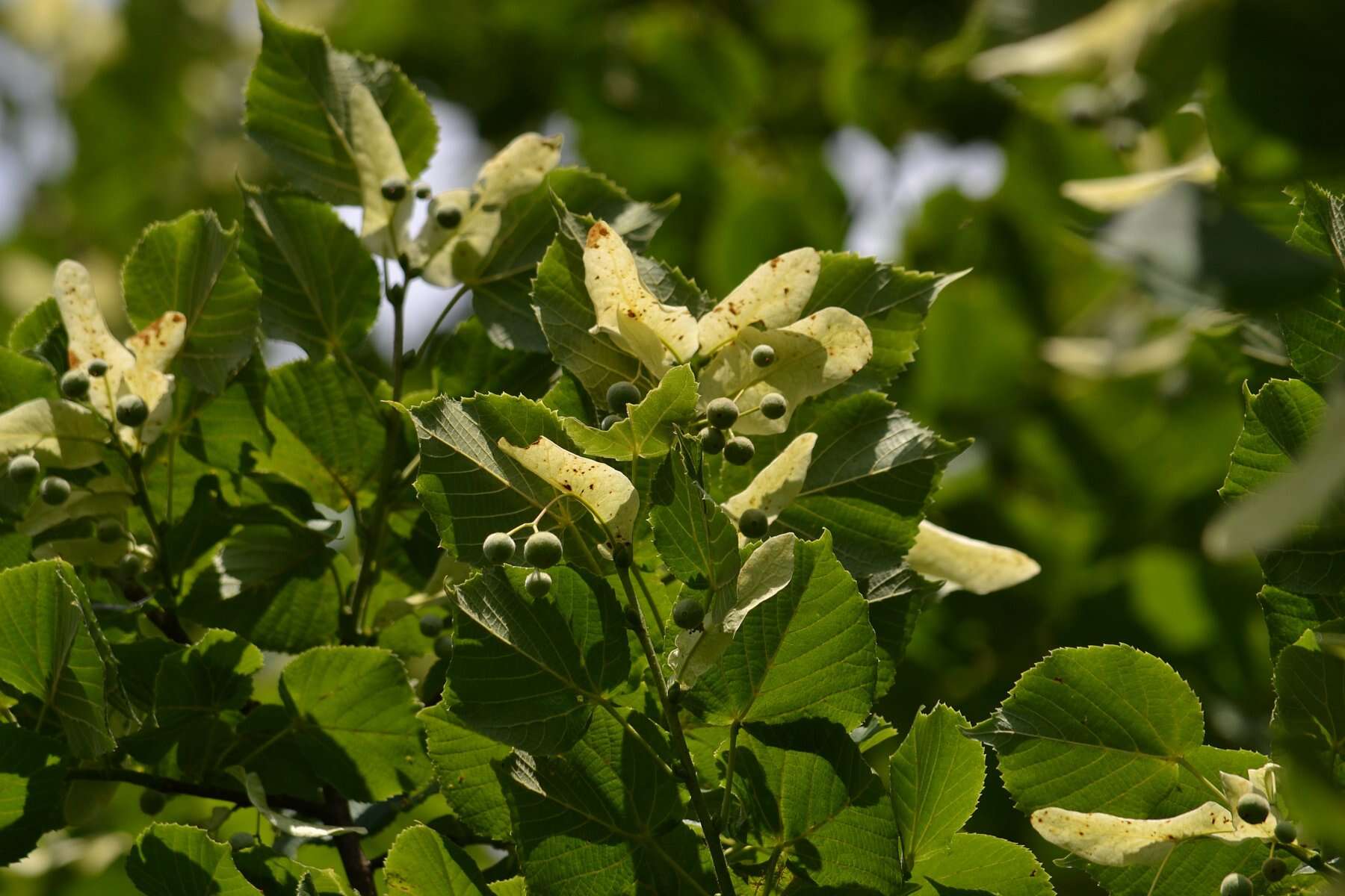 Image of Littleleaf Linden