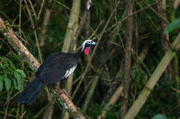 Image of Black Fronted Curassow