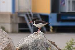 Image of oystercatcher, eurasian oystercatcher