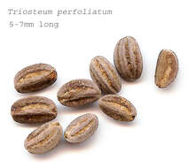 صورة Triosteum perfoliatum L.