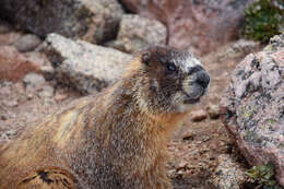 Image of Marmota subgen. Petromarmota Steppan et al. 1999