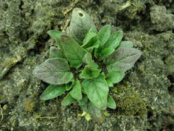 Image of cutleaf selfheal