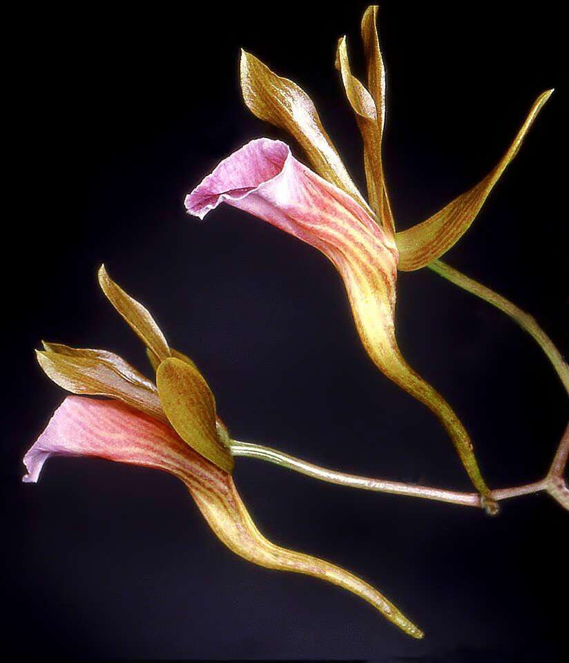 Image of Galeandra dives Rchb. fil. & Warsz.