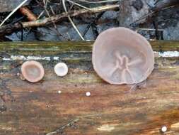 Image of ear fungus