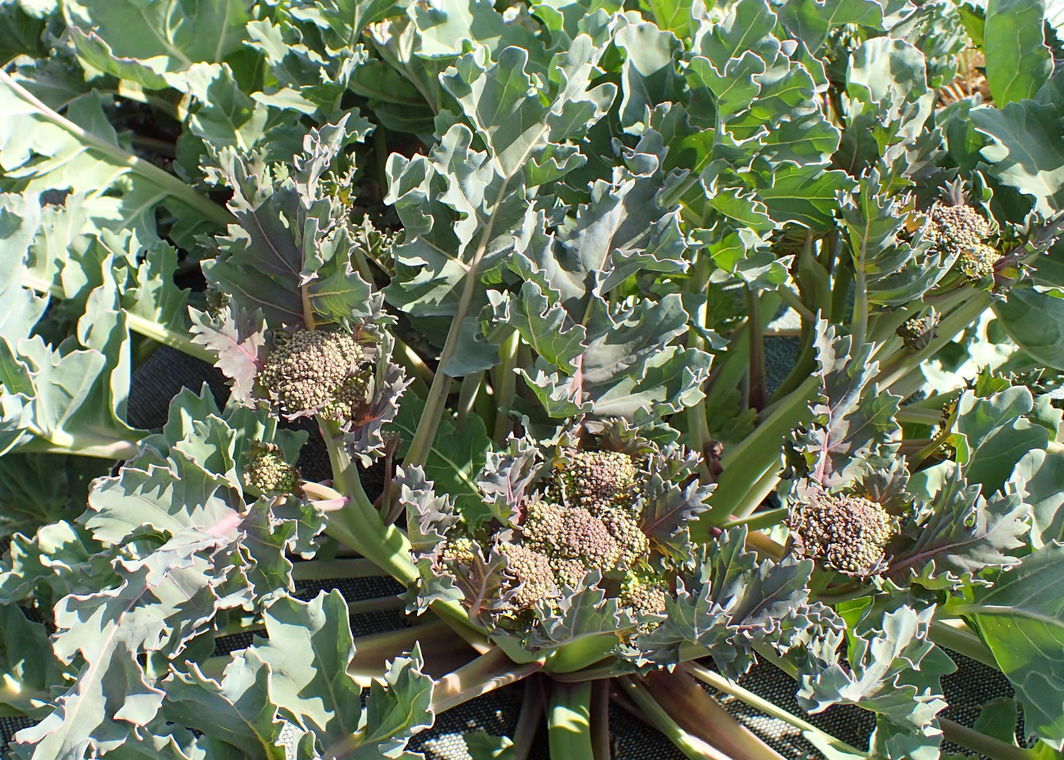 Image of sea kale