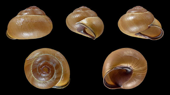 Imagem de Cepaea nemoralis (Linnaeus 1758)