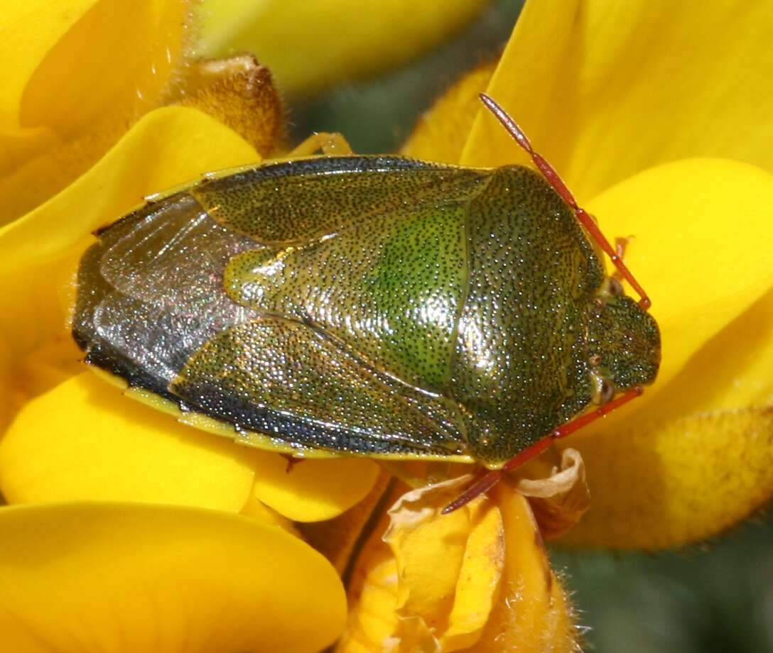 Image of Piezodorus lituratus (Fabricius 1794)