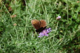 Image of scotch argus