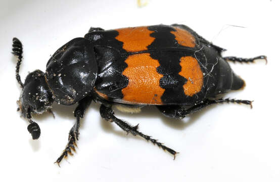 Image of Boreal Carrion Beetle