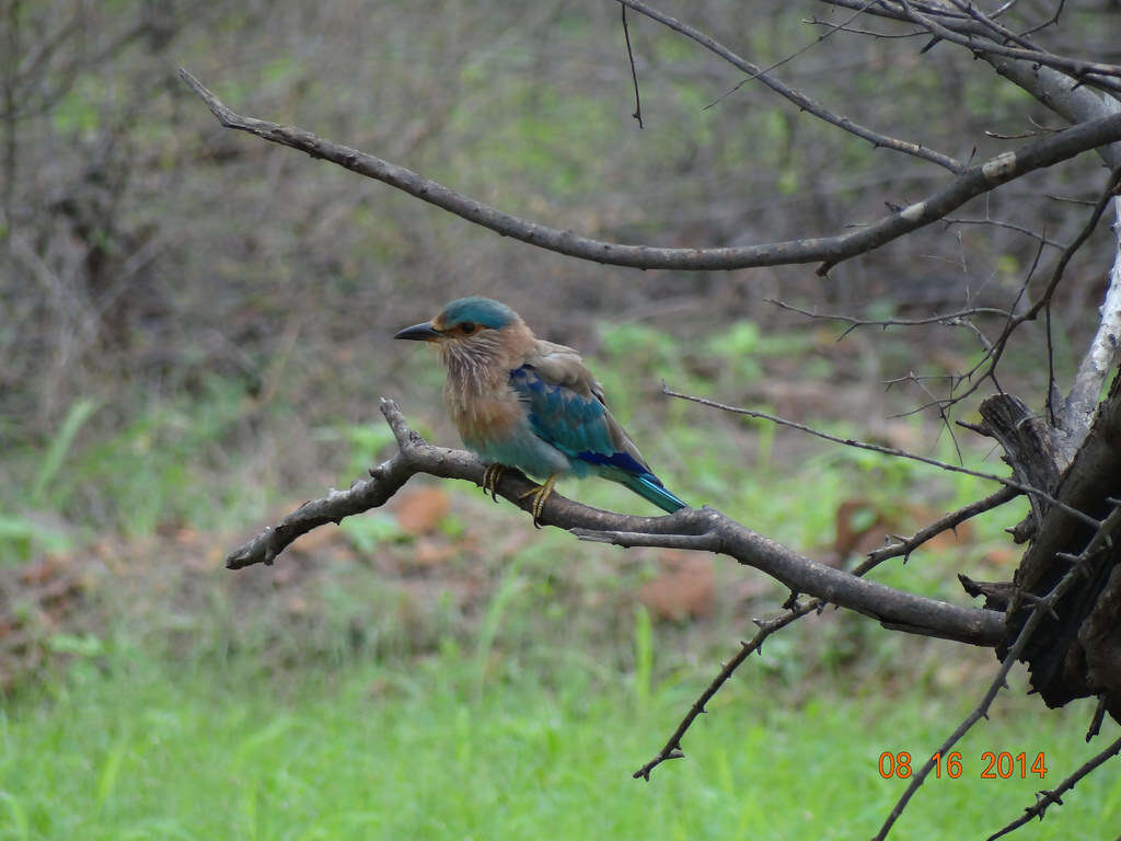 Image of Indian Roller