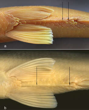 Image of Alburnus sarmaticus Freyhof & Kottelat 2007