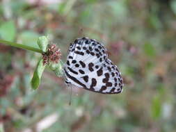 Image of Common Pierrot