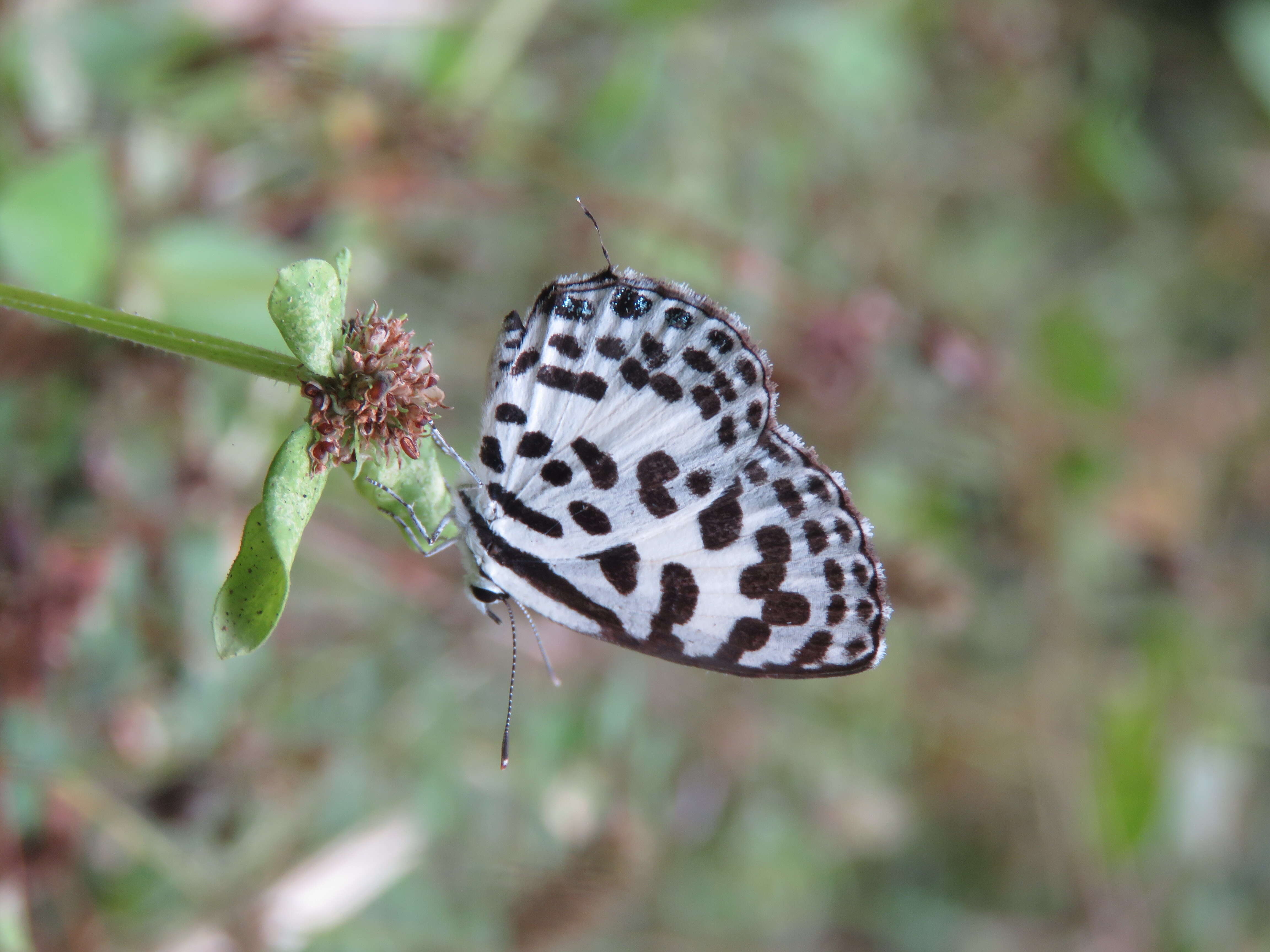 Image of Common Pierrot