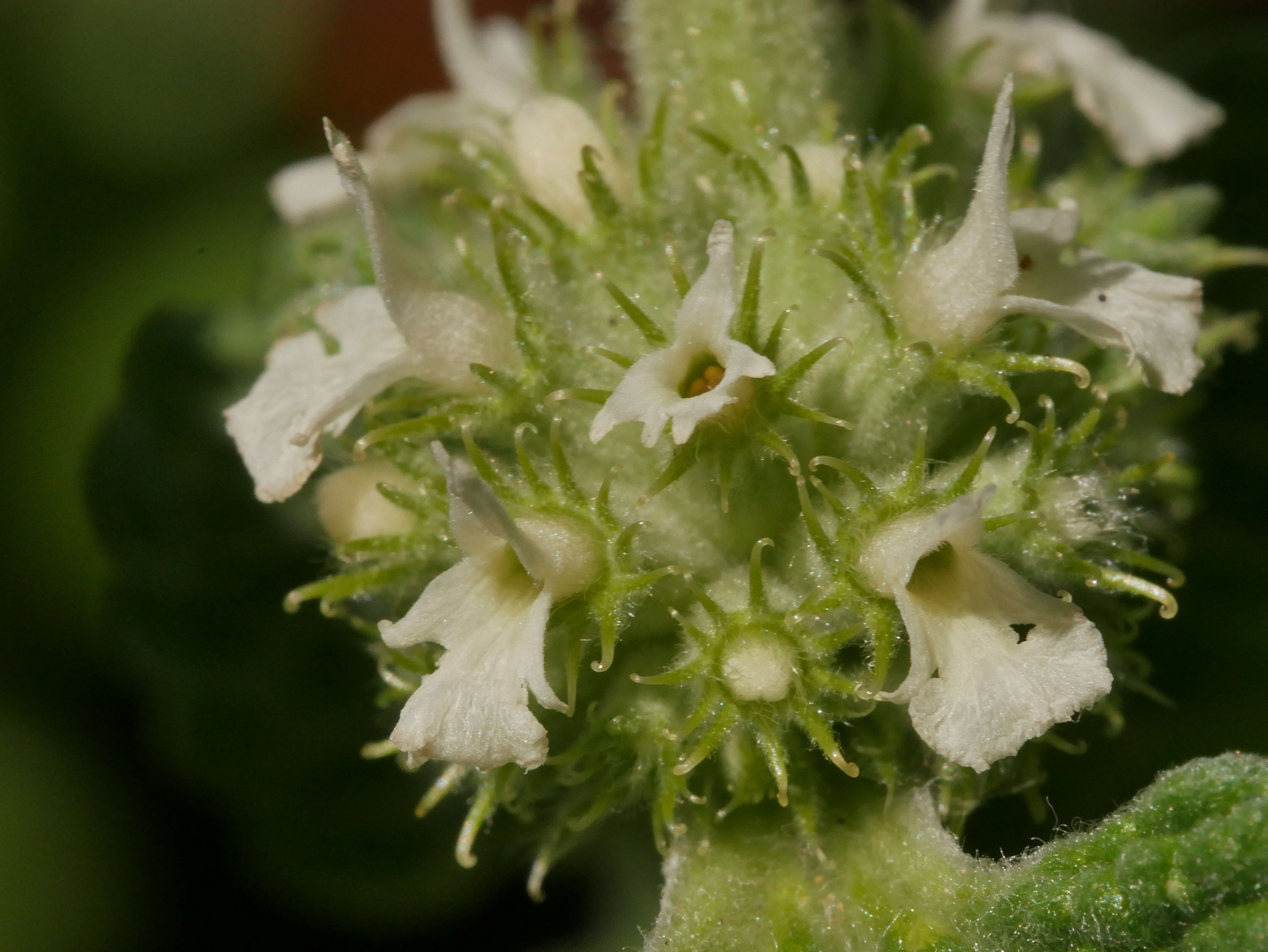 Image of horehound