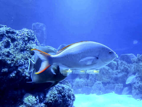 Image of Pacific Creole-fish